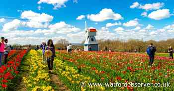 Opening of Tulleys Tulip Fields in Hertfordshire delayed for a week
