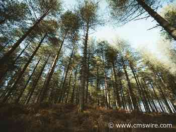 AI and the Customer Journey: Finally Seeing the Forest and the Trees