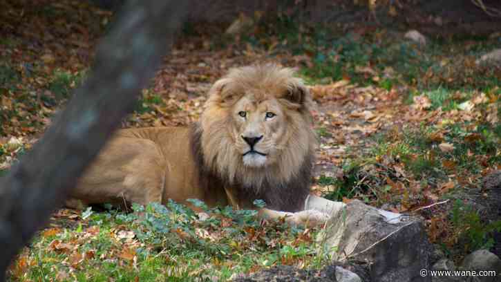 How is Kiume? New Fort Wayne lion attracts crowds, 'crush' from new mate