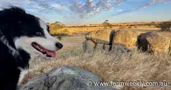 Puppets will be prepared to take flight over giant domes in Wheatbelt