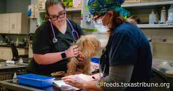 Telehealth for pets? It’s the cat’s meow, a Texas lawmaker says.
