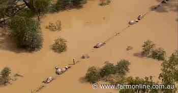 More than 100,000 livestock lost in floods: Preliminary DPI survey results