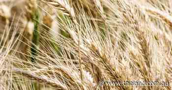 Turkiye drops restrictions on wheat imports