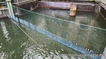 Neues vom Küken-Turbinen-Drama im Mühlbachkanal