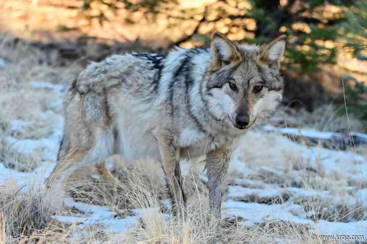 Mexican gray wolf seen roaming north of I-40 found dead in New Mexico