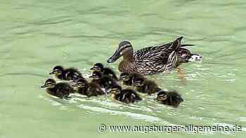 Kein weiteres Küken-Drama am Mühlbach