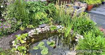 From bees' homes to climbing plants: top tips to create a wilder garden