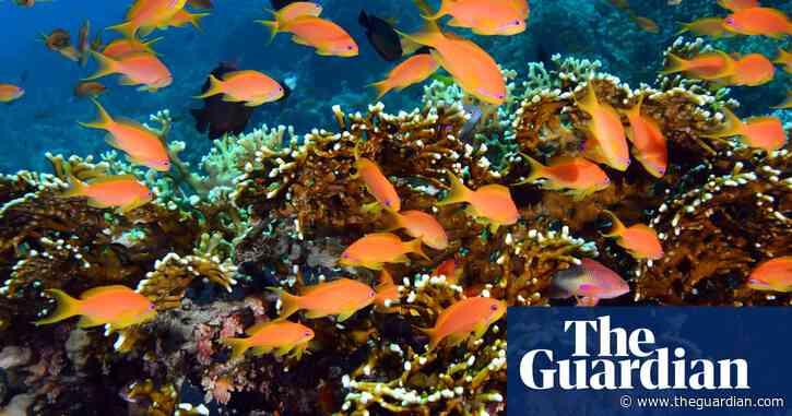 ‘The ultimate circular economy’: how coral holobionts conjure magnificence from nothing