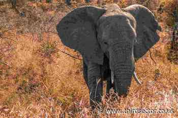 Animal welfare charity denies wrongdoing over elephant relocation scheme