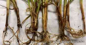 Victrato no 'silver bullet' for crown rot, but research says pretty close