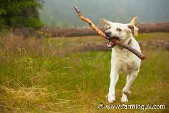 Man banned from keeping dogs for 10 years after sheep attack