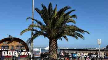 Palm trees to be removed from seafront
