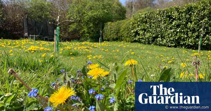 RHS develops ‘robust lawn’ that works for people, pollinators and pets