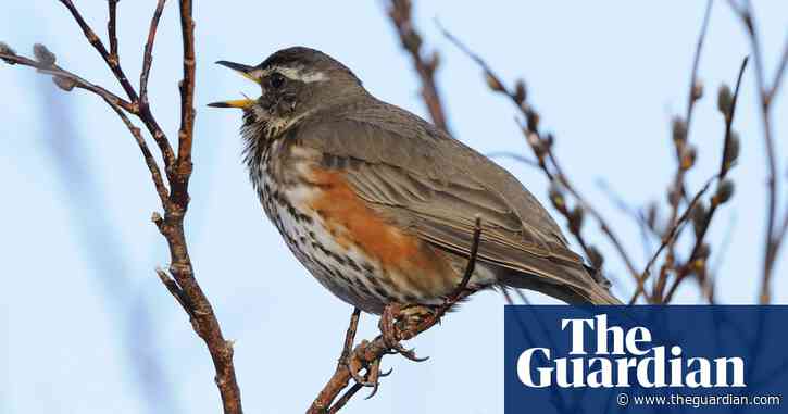 Country diary: The twittering and squalling of redwings speak only of spring | Mark Cocker