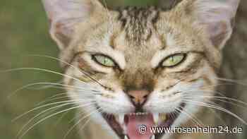 Warum manche Katzen häufiger miauen als andere