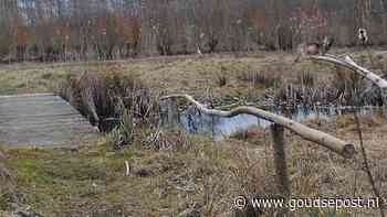 Wolf gespot in het Goudse Hout: ‘Ik weet zeker dat het er een was’
