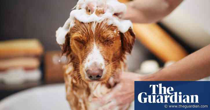 Tell us: have you had to pay a surcharge to keep your pet in UK rented accommodation?