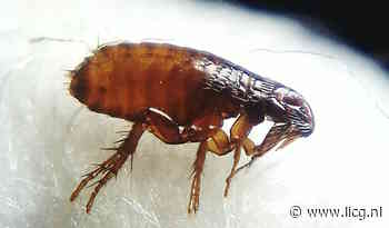 Behandel goed: weet wat je doet! - Maand van de parasiet