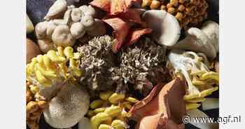 Oakfield wordt Sproomz