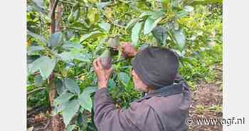 "Commerciële avocadoteelt mogelijk in Papoea-Nieuw-Guinea"