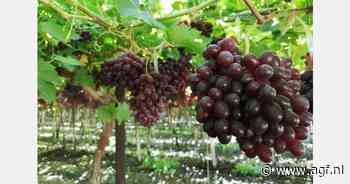 "Minder Indiase, maar meer Chileense druiven naar Europese markt"
