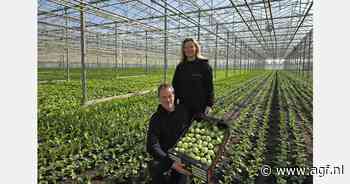 "Shanghai Pak Choi steeds bekender bij de consument"