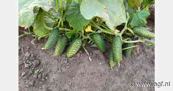 "Na uitdagend eerste seizoen nu uitbreiden in Nederlandse augurkenteelt"