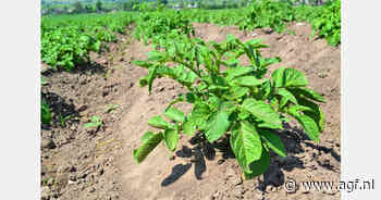 Toename Spaans areaal vroege aardappelen