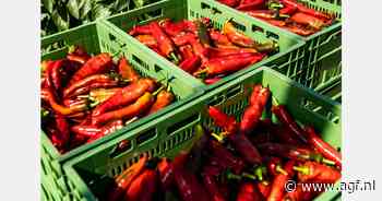 "Gele en oranje blokpaprika's maken plaats, snack- en puntpaprika's juist in de lift"