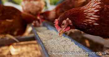 Iceland last among supermarkets on cage-free egg commitment