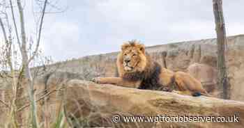 Two rare Asiatic lions make their debut at Hertfordshire Zoo