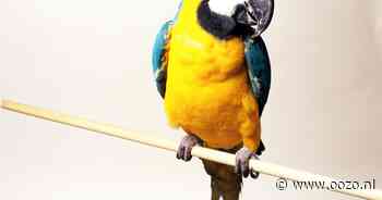 Omstreden papegaaienhandelaar uit Den Ilp moet half miljoen euro betalen voor illegale handel