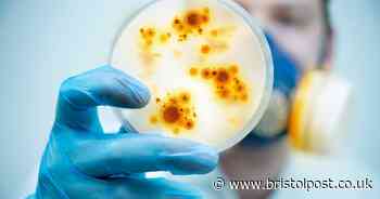 UKHSA issues warning of 'rapidly emerging' fungal infection in England