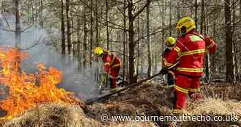 Moors Valley reopens after woodland fire