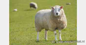 Illegale invoer van schapen en geiten in België betekent gevaar voor Belgische veestapel