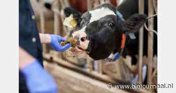 Vijfde MKZ-uitbraak in Slowakije