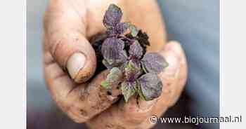 Eerste Italiaanse shiso beschikbaar