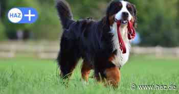 Brut- und Setzzeit: Das müssen Hundebesitzer zur Leinenpflicht wissen