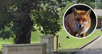 Enfield Golf Club slammed after reports of 'fox shooting massacre'