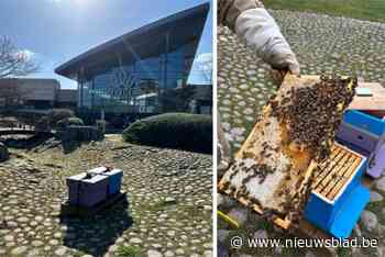 120.000 honingbijen nemen intrek in Japanse tuin van Waasland Shopping