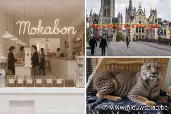 Een lynx in het Gentse asiel? Een nieuw zwembad? De Mokabon een hippe bar? Dit waren de leukste aprilgrappen in Gent