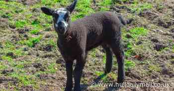 In pictures: Playful spring lambs born at East Hull Community Farm