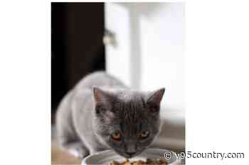 Cat Food Sold In Wyoming Recalled Because Of Bird Flu