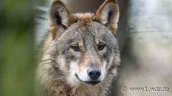 Vermisst! Naturschützer im Raum Schermbeck in Sorge um Wölfin Gloria
