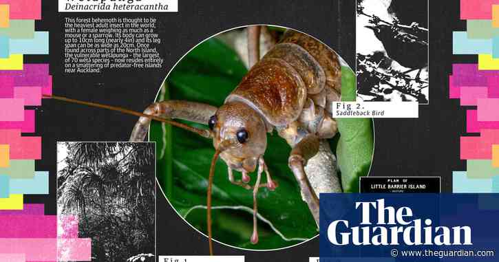 A gentle giant: the shy wētāpunga is adept at living in the shadows