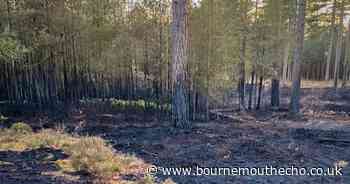 Country park to remain closed after two fires destroy 50 acres of woodland