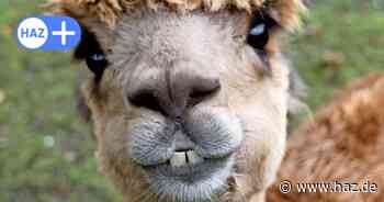 So scherzt Hannover am 1. April 2025