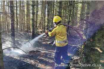 'Amber alert' issued as firefighters tackle wildfire in Northumberland woodland