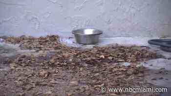 2 children hospitalized after being attacked by dog in Lauderhill: Fire Rescue