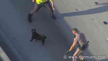 Highway hound: Watch troopers chase athletic pup in wild I-95 pursuit in Broward